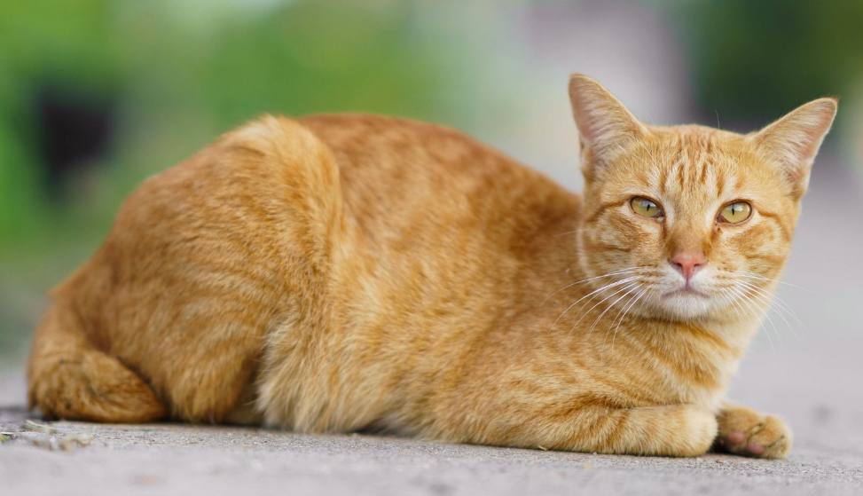 Ini 6 Ciri Kucing Pembawa Hoki Untuk Pemiliknya, yang Mungkin Tidak Kamu Sadari! Salah Satunya dari Warna Bulu