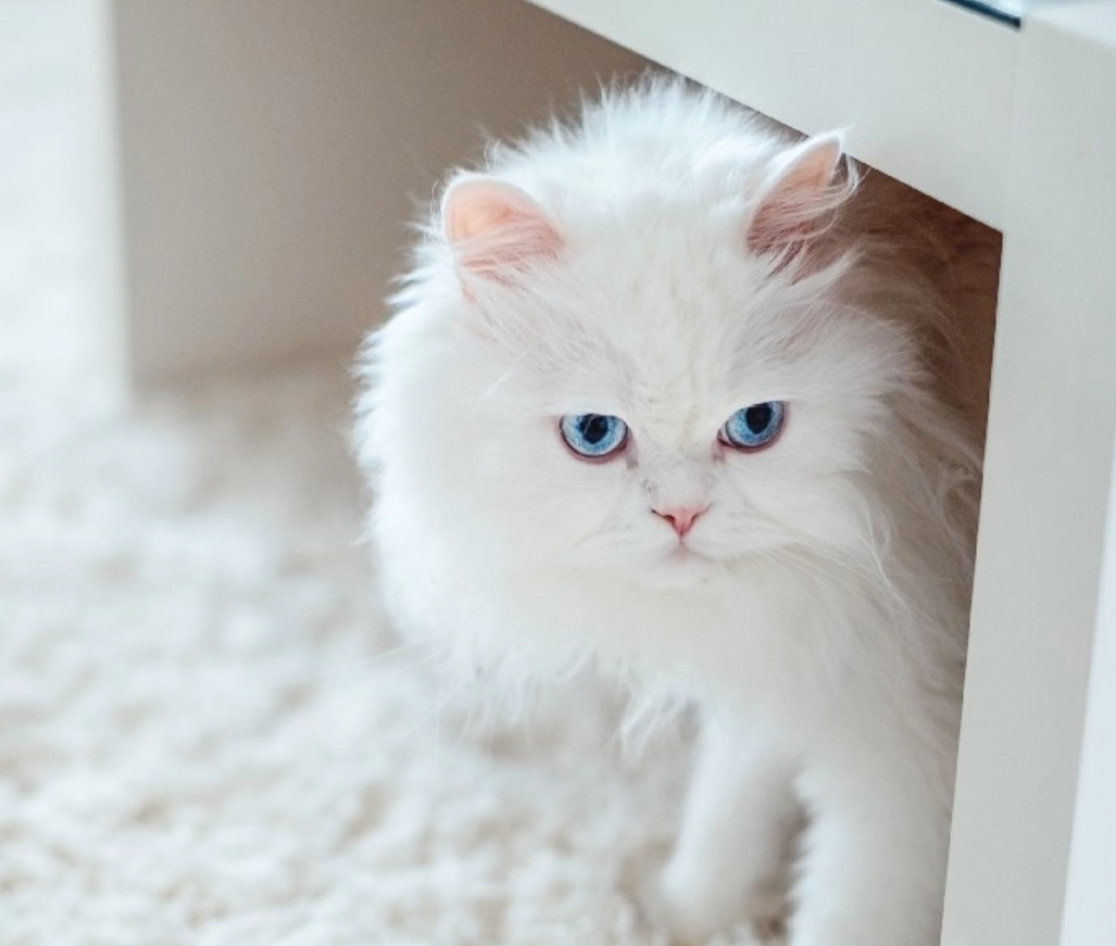 Berikut 7 Ide Nama Kucing Bermakna Rezeki dan Keberuntungan pada Pemiliknya