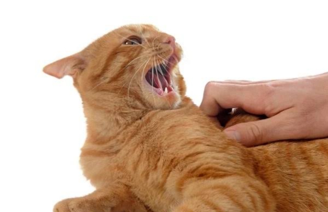 5 Penyebab Kucing Menjadi Galak dan Agresif, Ada Faktor Kekerasan hingga Trauma