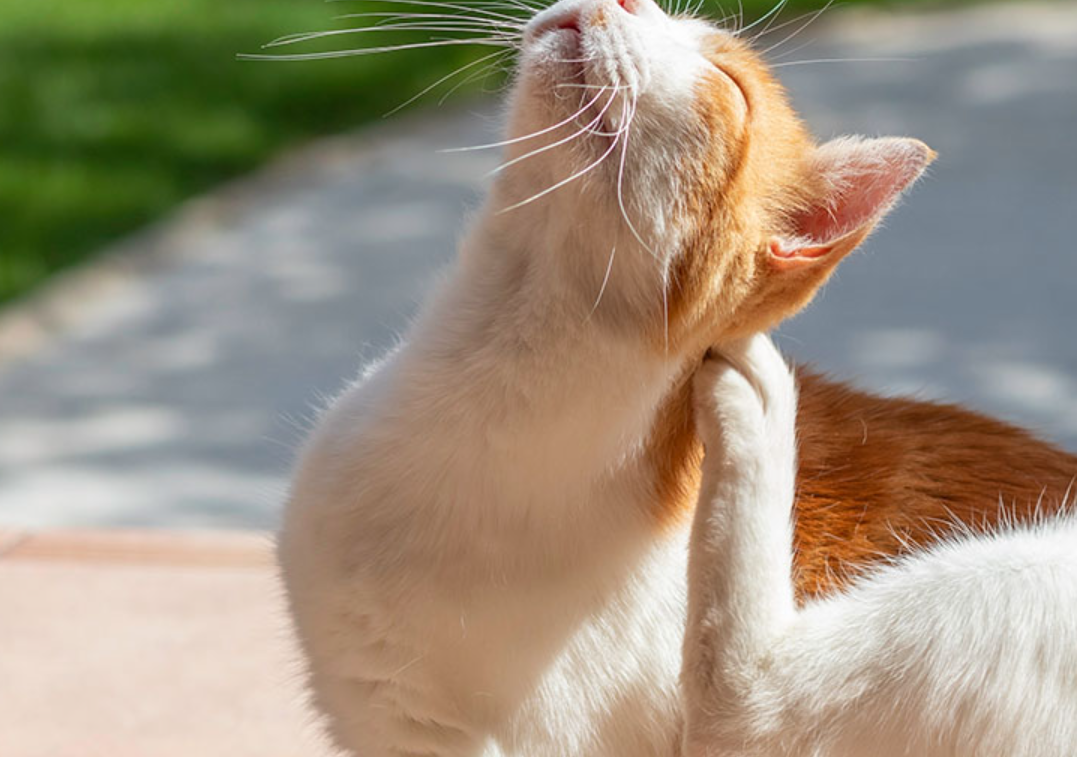 Pakai Lidah Buaya Kutu di Anabul Auto Bersih! Berikut 6 Cara Alami Menghilangkan Kutu Kucing Dengan Ampuh