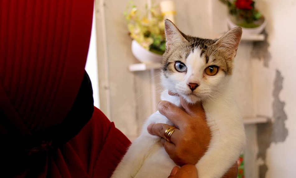 Ini Nama Ras Aslinya, 5 Fakta Unik Kucing Kampung yang Ada di Indonesia, Tidak Banyak Orang Tahu