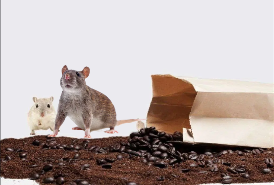 Cuma 5 Langkah, Ternyata Begini Cara Menggunakan Bubuk Kopi untuk Mengusir Tikus dari Rumah