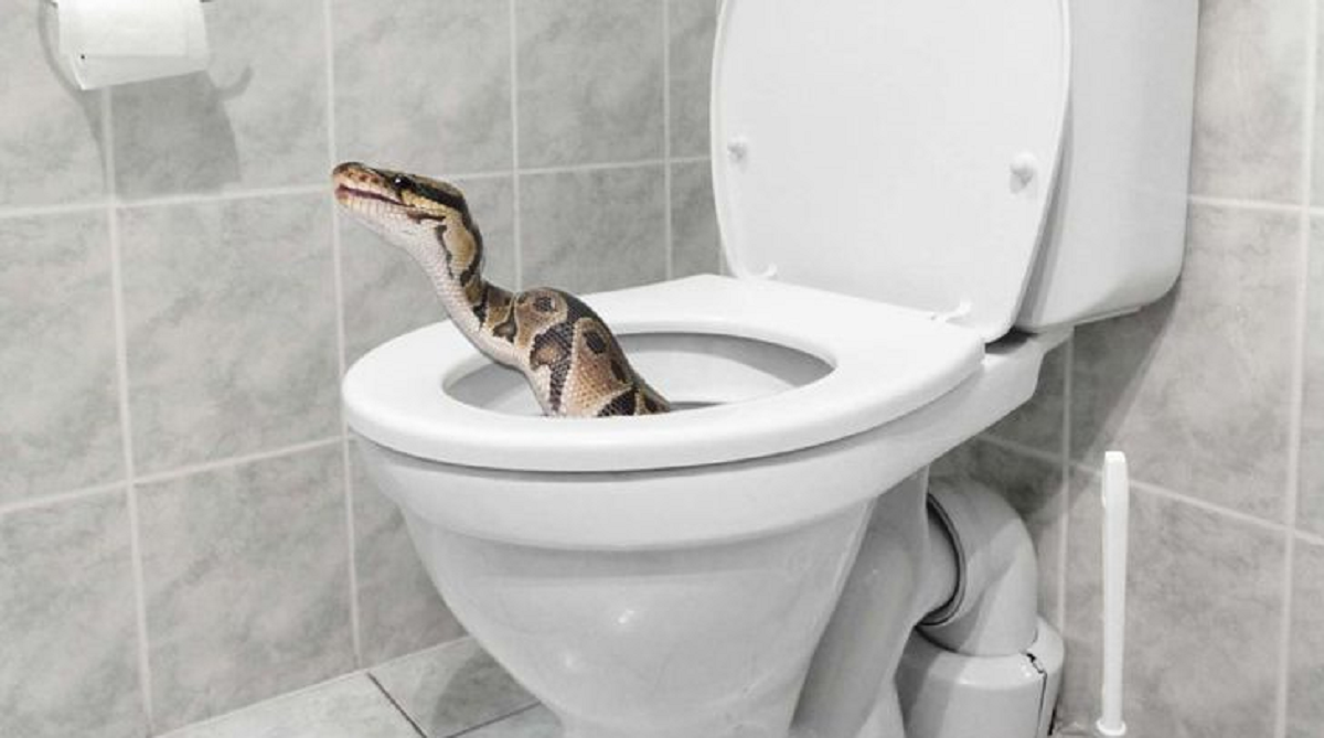 Pernah Lihat Cacing Hitam Kecil di Toilet Rumah Anda? Hati-Hati Bisa Saja itu Ular Jenis Ini!