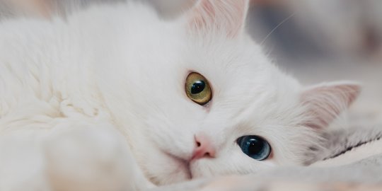 6 Tips Merawat Bulu Kucing Anggora Agar Tak Mudah Rontok