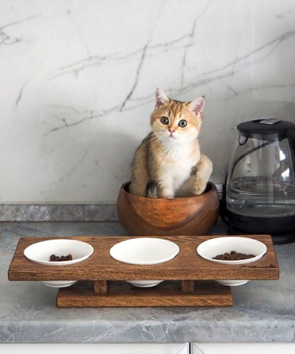 Kucingmu Sering Sakit? Mungkin Takaran Makanannya Tidak Pas, Yuk Simak Takaran Makanan Kucing Sesuai Usia