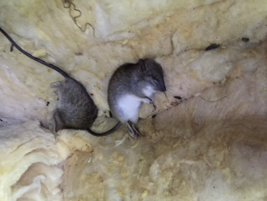 Jangan Asal! 4 Cara Membuang Bangkai Tikus di Plafon Rumah agar Tidak Meninggalkan Bau dan Penyakit