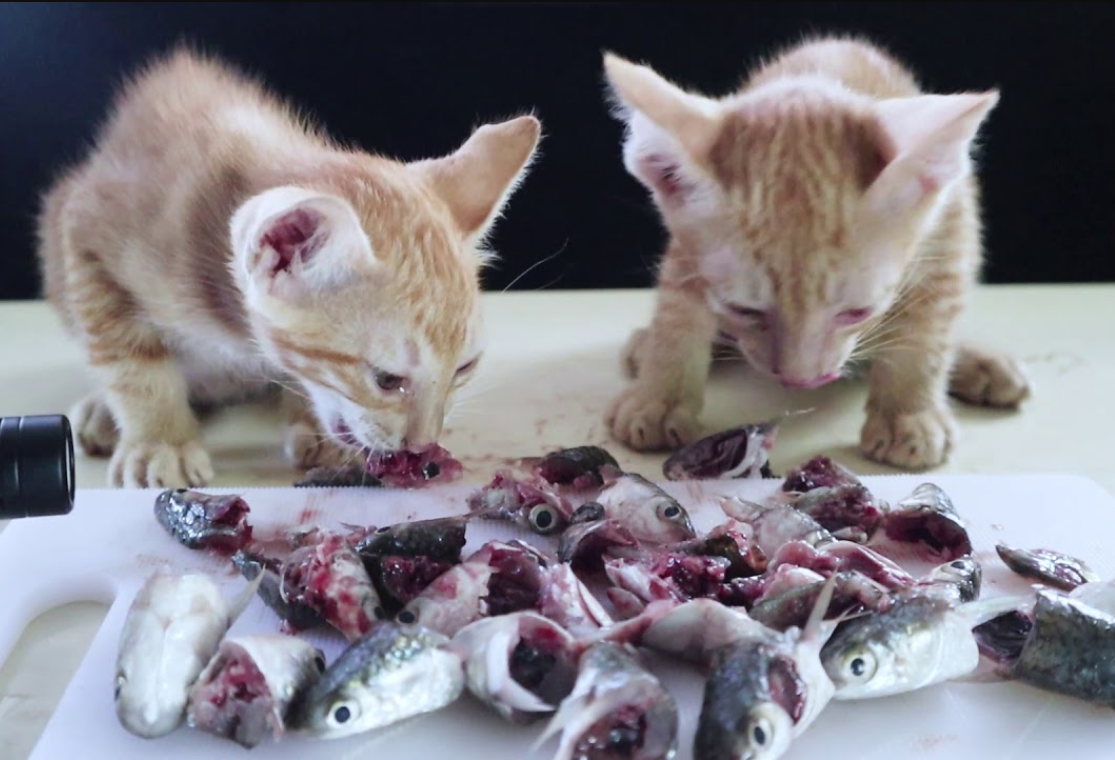 3 Cara Membuat Makanan Kucing dari Kepala Ikan Tongkol, Anabul Jadi Cepat Gembul