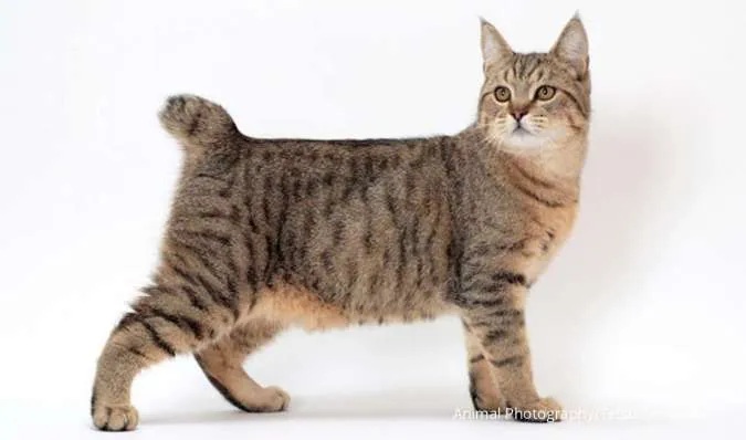 Kucing Peliharaan Dapat Membawa Hoki, Berikut 3 Ciri Kucing Menurut Primbon Jawa