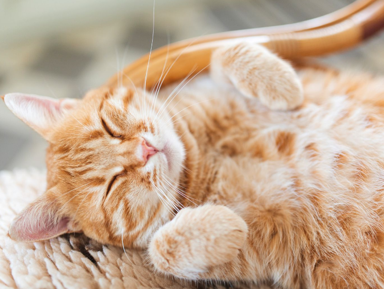Inilah 5 Hal yang Membuat Kucing Senang Dengan Pemiliknya, Catlovers Wajib Tahu!