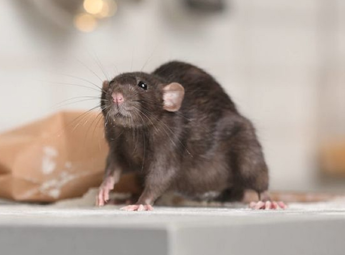 5 Cara Mengusir Tikus Dari Rumah Menggunakan Kapur Barus, Begini Menurut Penelitian