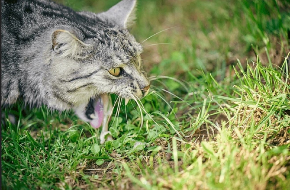Inilah 5 Aroma Yang Tidak Disukai Kucing, Bisa Untuk Mengusir Kucing Liar Yang Berak dan Buang Air Sembarangan