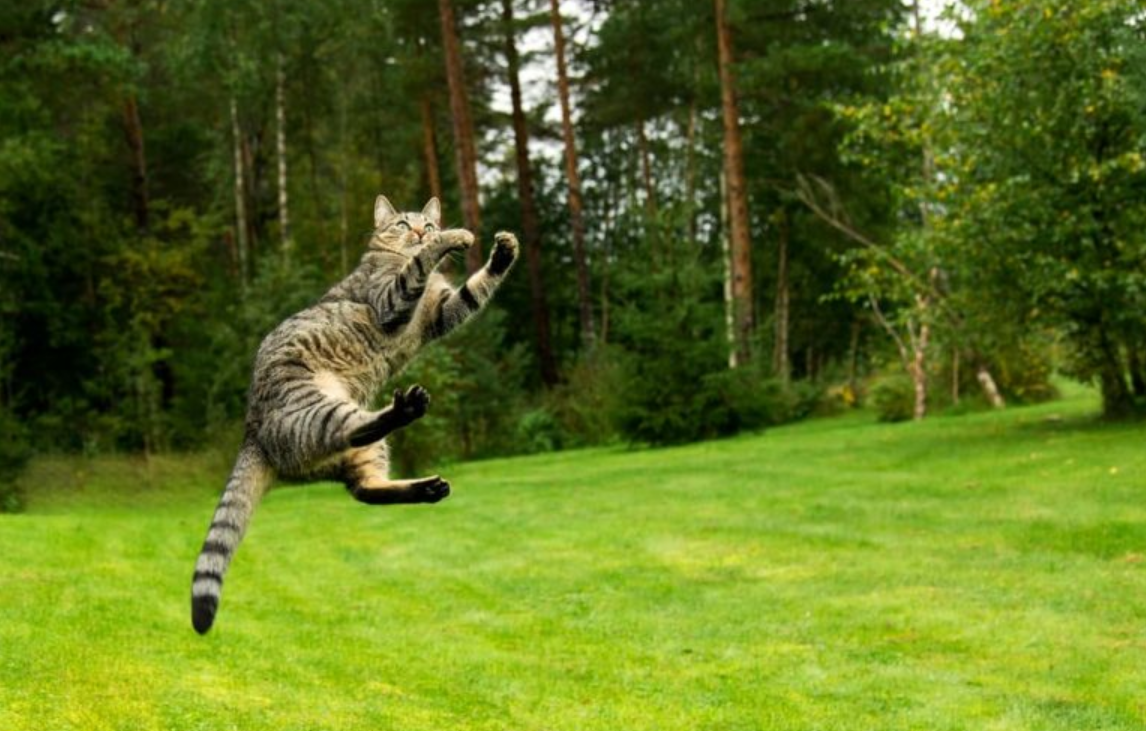 Kenapa Kucing Bisa Melompat Tinggi Padahal Tubuhnya Kecil? Ternyata Ini 5 Alasannya