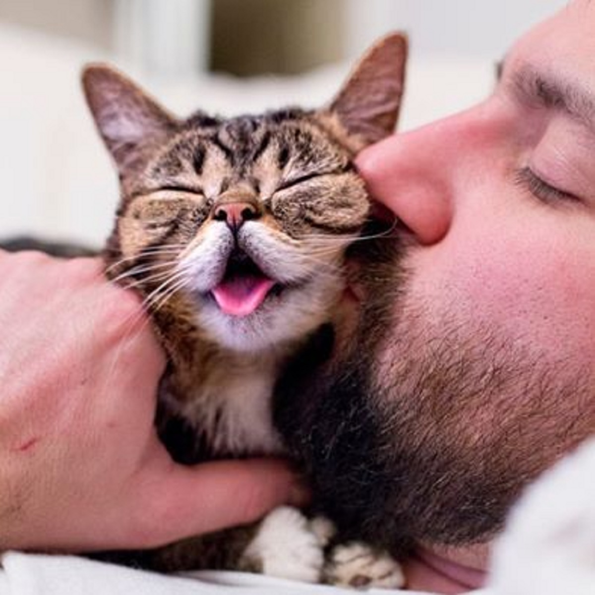 7 Cara Kucing Bilang Terima Kasih Kepada Pemiliknya Yang Bikin Terharu, Yuk Simak Apa Yang di Lakukan Kucing
