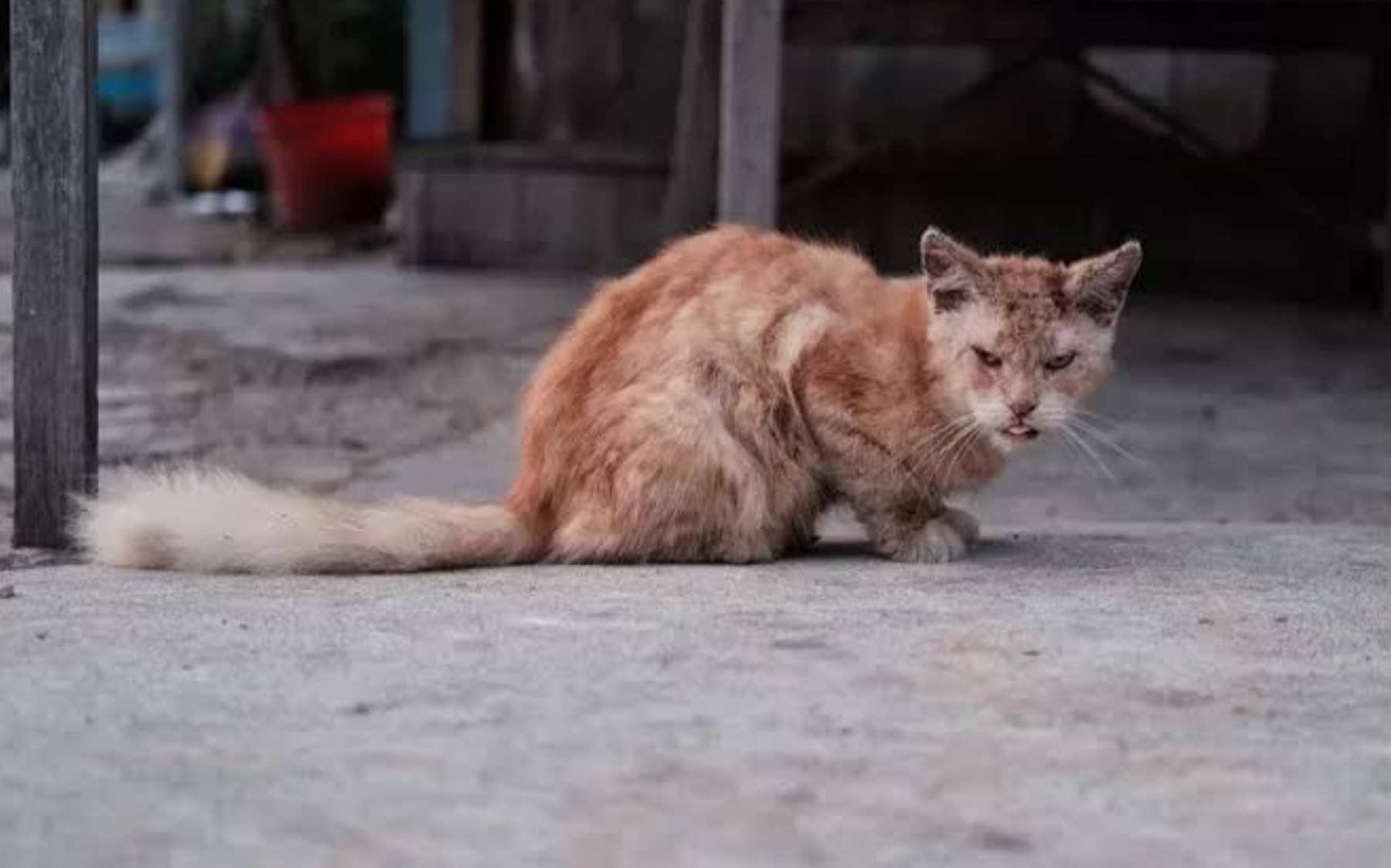 Kenali Penyakit Kucing Scabies dan Cara Mengatasinya, Awas Bisa Menular kepada Manusia