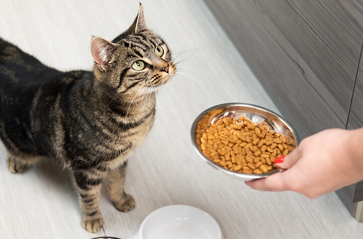 Mungkin Caramu Kurang Tepat! Berikut Aturan Memberi Makan Kucing yang Tepat, Menurut Klinik Hewan