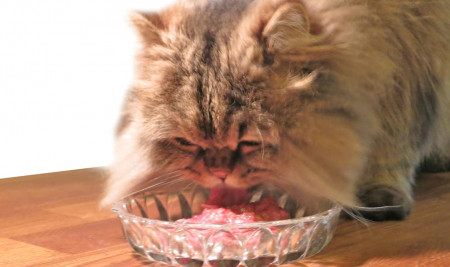Hemat dan Anti Ribet, Inilah 3 Makanan Rumahan Favorit Kucing dan Cara Membuatnya, Penuhi Nutrisi Anabul