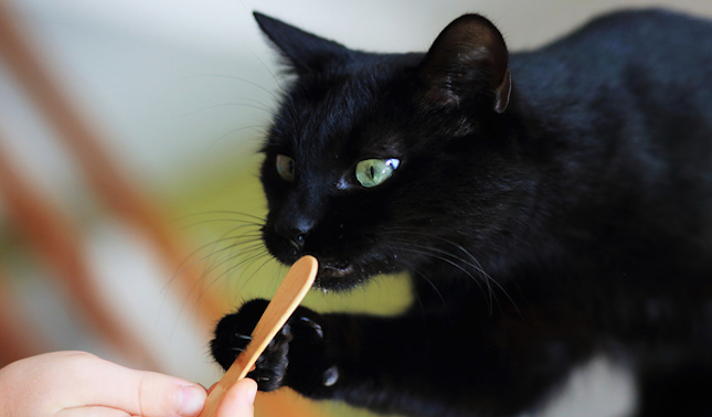 Wajib Tau! Berikut 5 Makanan Manusia yang Boleh Dimakan Kucing, Bahkan Kaya Akan Manfaat Kesehatan