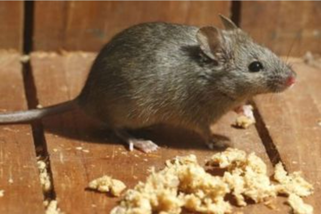 Pantes Tikus Suka Berkerumun di Sekitar Rumah, Sampah Makanan Jadi Salah Satu Penyebabnya