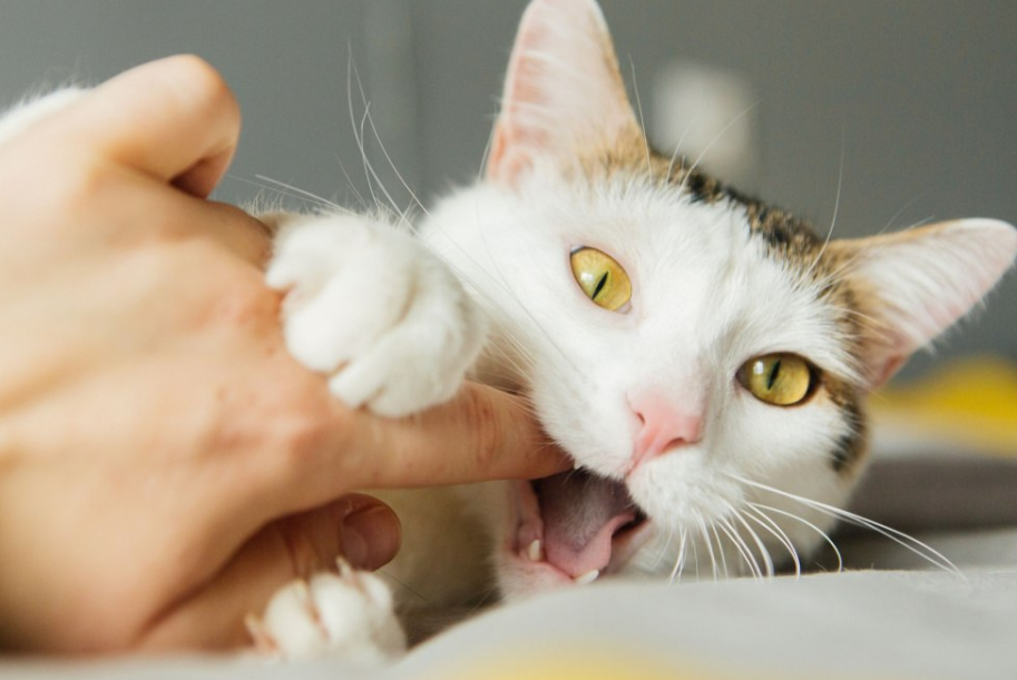 Kucing Suka Menggigit? Berikut 4 Cara Agar Tidak Digigit Kucing Peliharaan Kita, Serta Alasannya