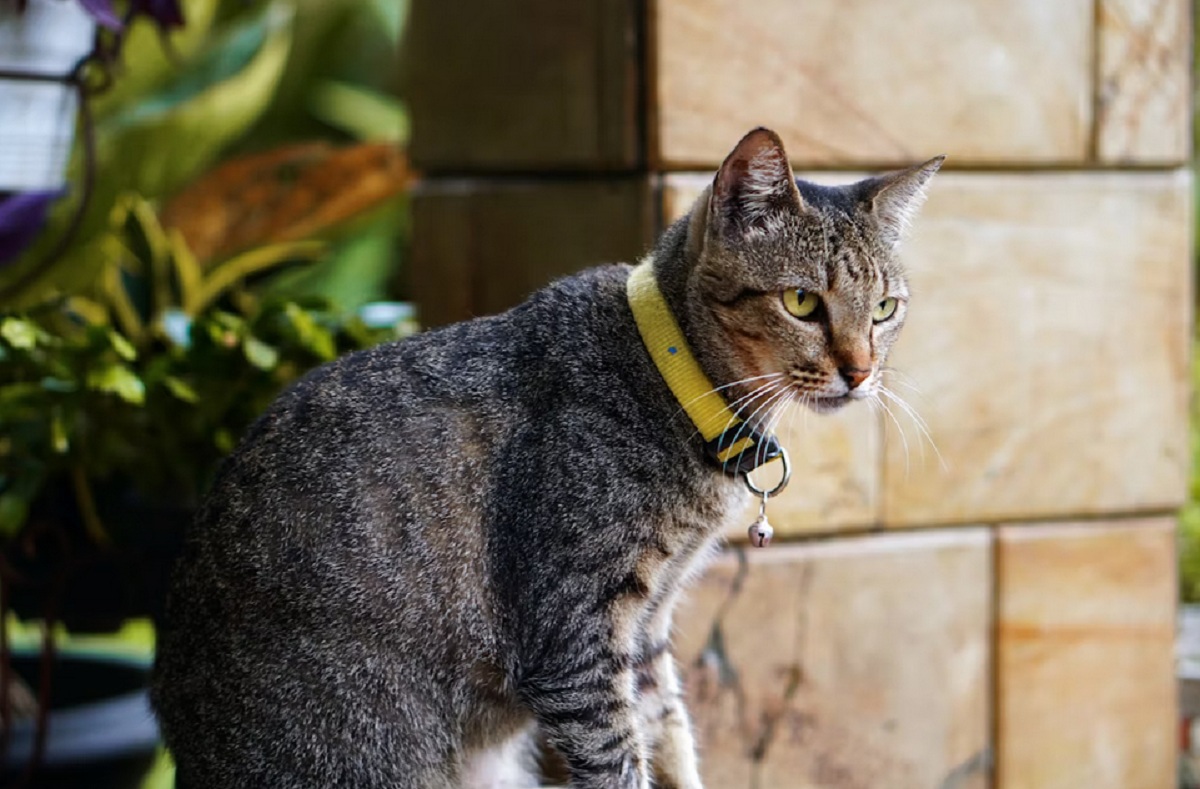 5 Manfaat Memelihara Kucing Kampung Sebagai Hewan Peliharaan di Rumah, Yuk Simak Disini Manfaatnya