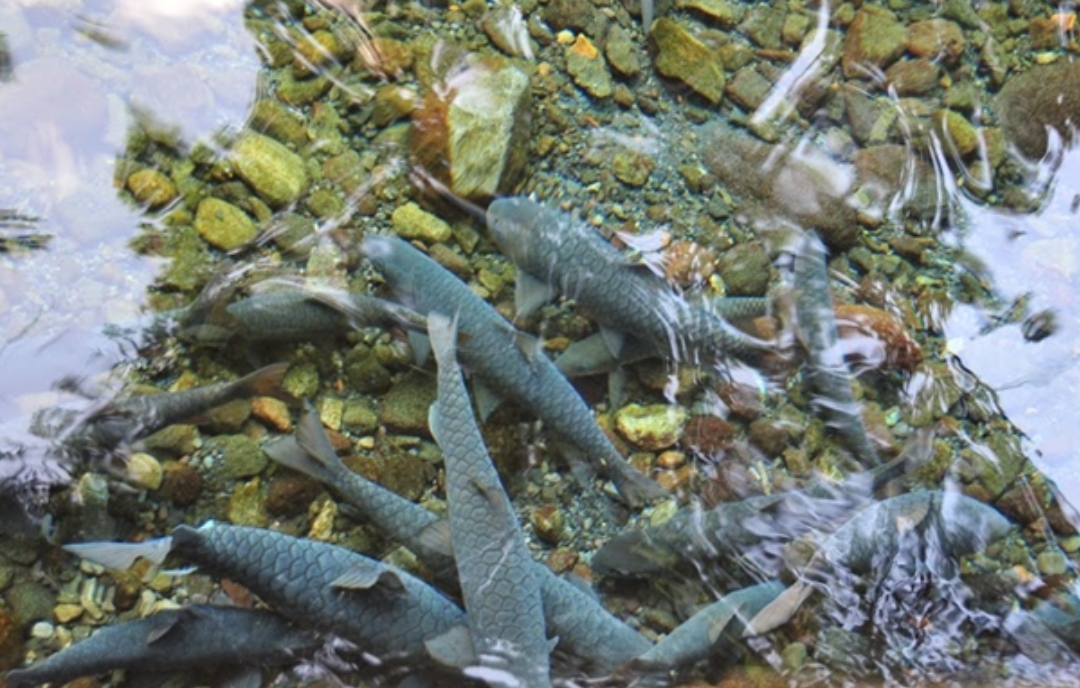 Berenang Bersama Ikan Dewa di 2 Kolam Renang Alami di Kuningan, Airnya Dingin Menusuk Tulang