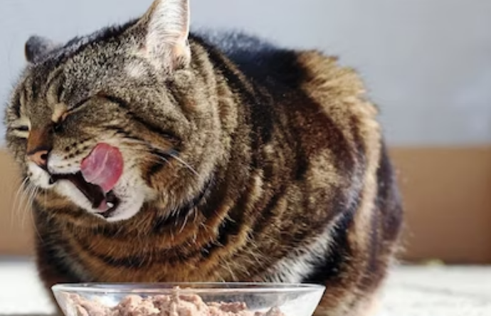 Buat Gigi Kucing Sehat dan Tambah Gemuk! Ini Resep Makanan Kucing Buatan Rumah dari Bahan Ayam