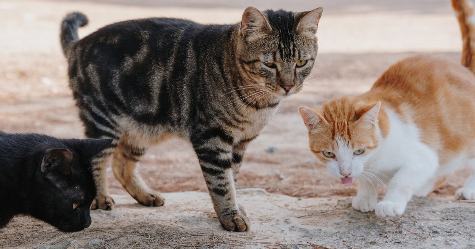 5 Fakta Unik Kucing Liar Suka Datang Ke Rumah, Ini Dia Alasan ‘Kenapa Kucing Suka Mengunjungi Rumah Kamu!’
