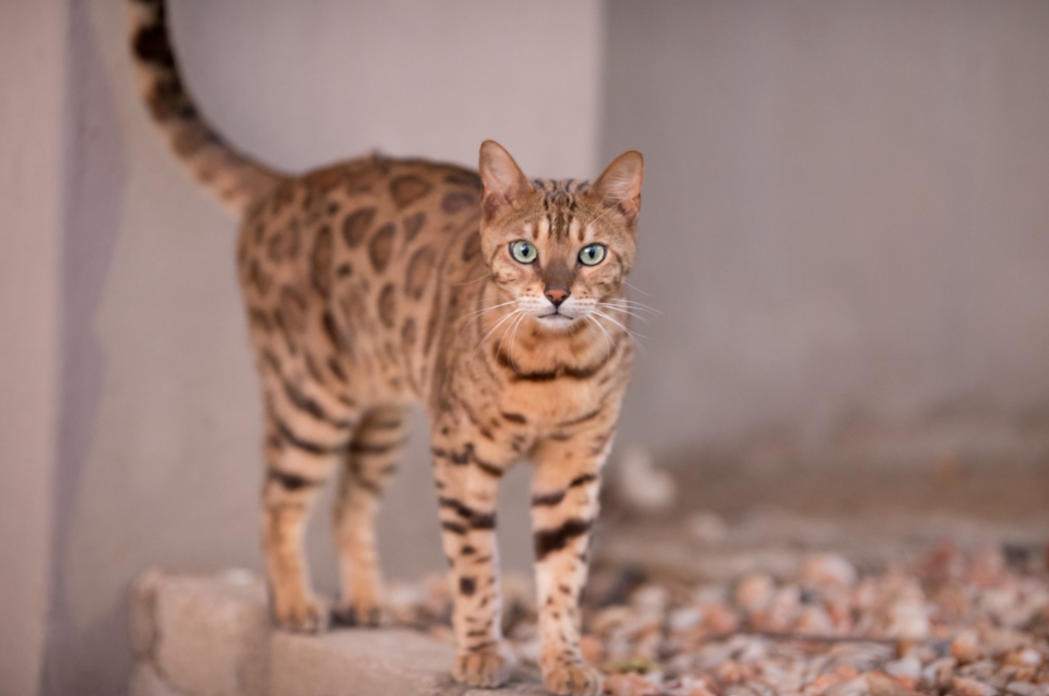 6 Fakta Kelam dan Unik di Balik Kucing Ashera yang Mirip dengan Macan Tutul, Hasil Persilangan Macan Tutul