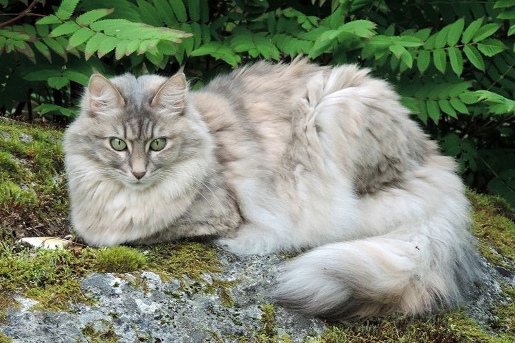 5 Jenis Kucing Pelihataan Berkarakter Ramah dan Tampilan Visual yang Indah, Nomor 1 Golongan Bulu Panjang