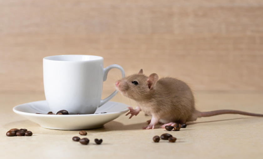 Baunya Bikin Tikus Mabuk, 3 Cara Mengusir Tikus Pakai Bubuk Kopi yang Bisa Dilakukan di Rumah
