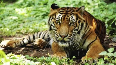 Harimau Sunda Terakhir hidup di sisa hutan di Pulau Sumatera