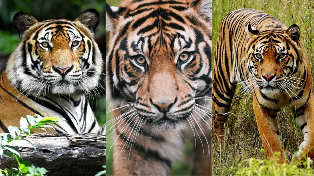 Hanya Tinggal Satu! Ini Dia 3 Jenis Harimau yang Pernah dan Masih Ada di Indonesia