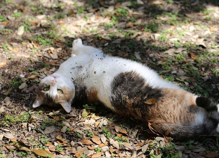 5 Alasan Kenapa Kucing Suka Berguling di Tanah yang Sering Kita Lihat