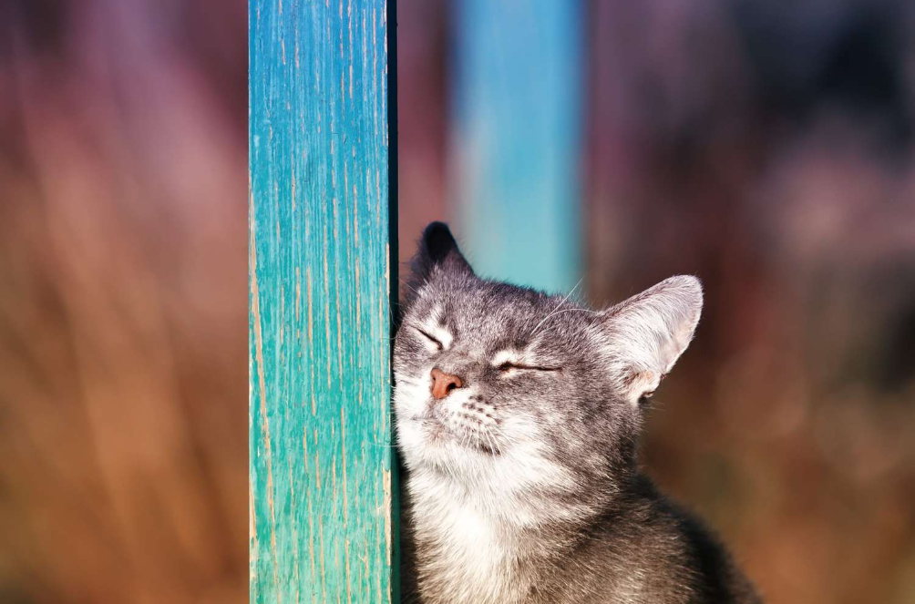 5 Alasan Kenapa Kucing Suka Menggosokkan Wajahnya ke Permukaan Benda dan Juga Kaki kita