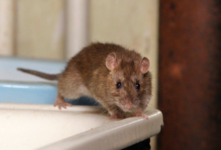 5 Makanan Favorit Tikus; Ayo Mengungkap Rahasia Selera Hewan Pengerat yang Gesit!