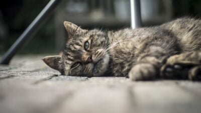 Jangan Dibiarkan! Kenali 6 Perilaku Kucing Pertanda Sedang Mengalami Stres, Cat Lovers Harus Peka!