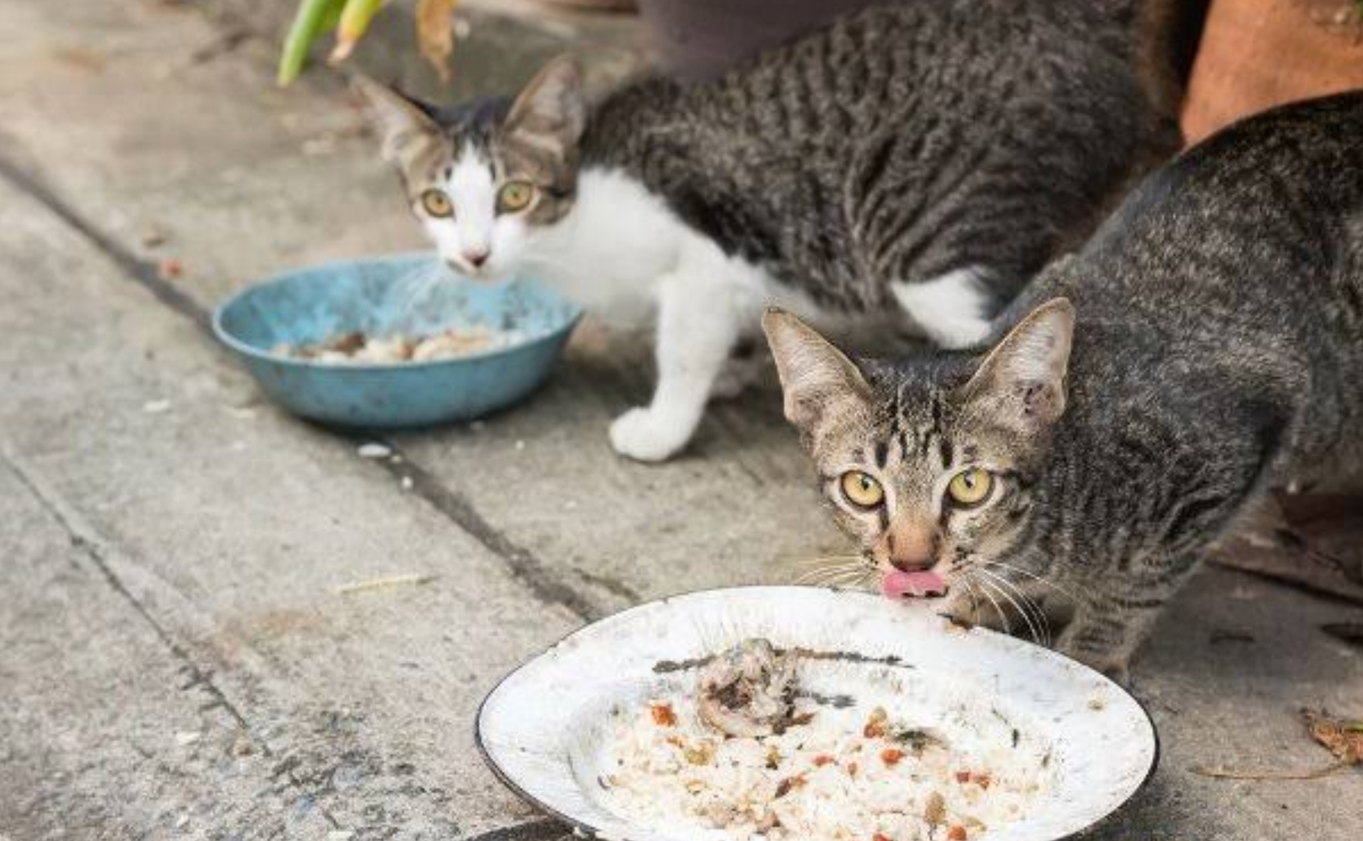 Apakah Kucing Boleh Makan Nasi Dicampur Ikan? Temukan Jawaban di Sini, Oh Ternyata...