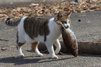 Apakah Kucing Boleh Makan Ikan Mentah? Berbahaya, Begini Alasannya.. Pemilik Kucing Wajib Simak!