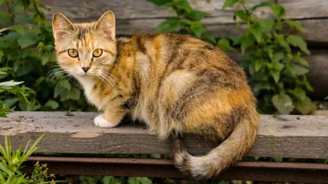 Inilah 3 Tanda Kucing Kampung Ingin Dipelihara Oleh Kamu! Tingkahnya Bikin Gemes, Pecinta Anabul Harus Tahu