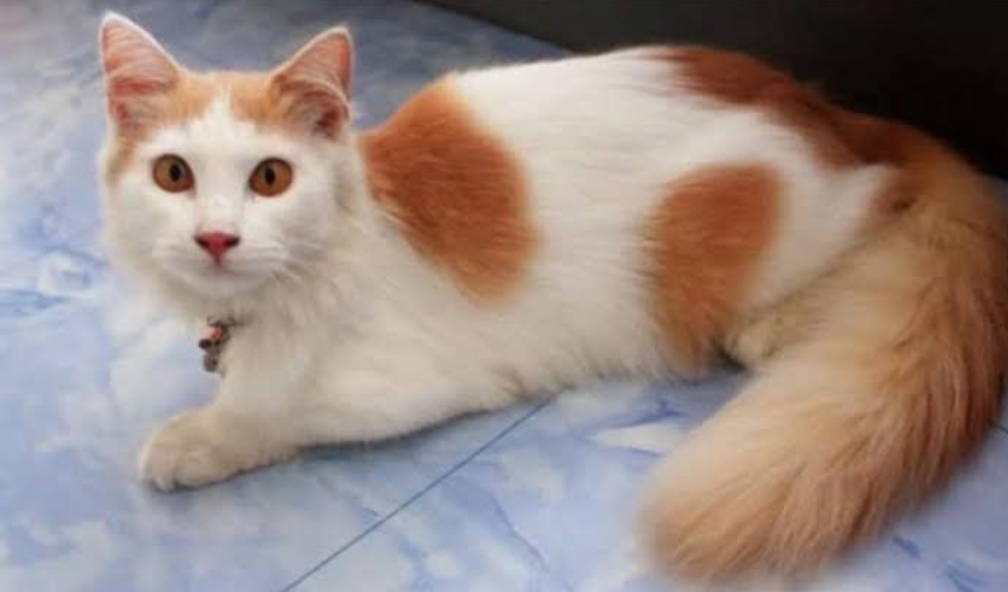 Pecinta Kucing Wajib Tahu! Inilah 4 Warna Kucing Kampung Langka yang Unik dan Indah