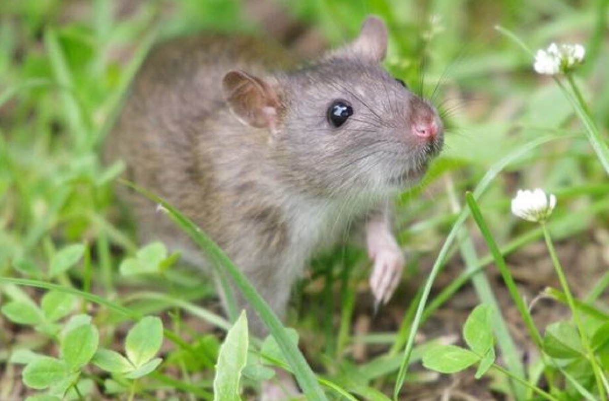 Buat Tikus Kabur, Berikut 5 Wewangian Yang Tidak Disukai Tikus Karena Baunya