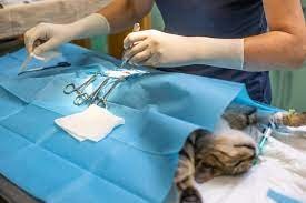 Apakah Kucing Berpuasa Sebelum Sterilisasi? Dan Apa Persyaratan Agar Kucing Lancar Melaksanakan Operasi?