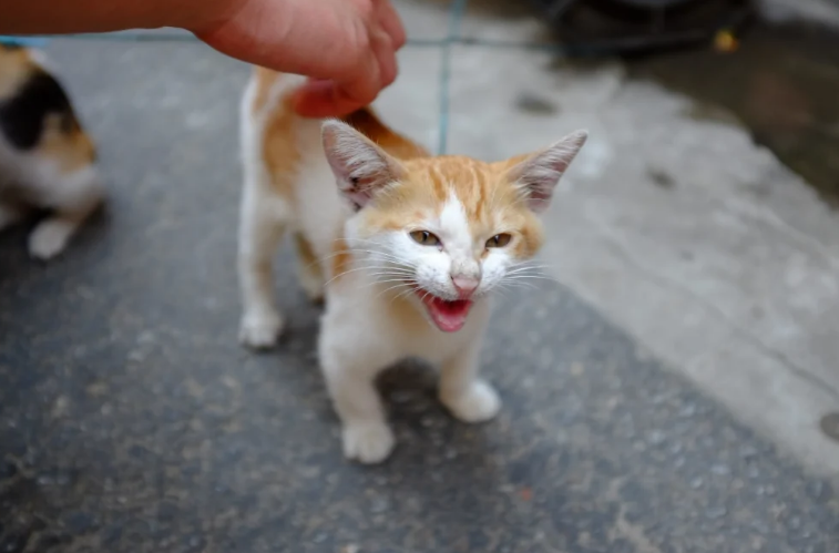 Ternyata Ini 5 Alasan Kenapa Kucing Liar Takut Manusia Sampai Meringkuk saat Melihat Kita