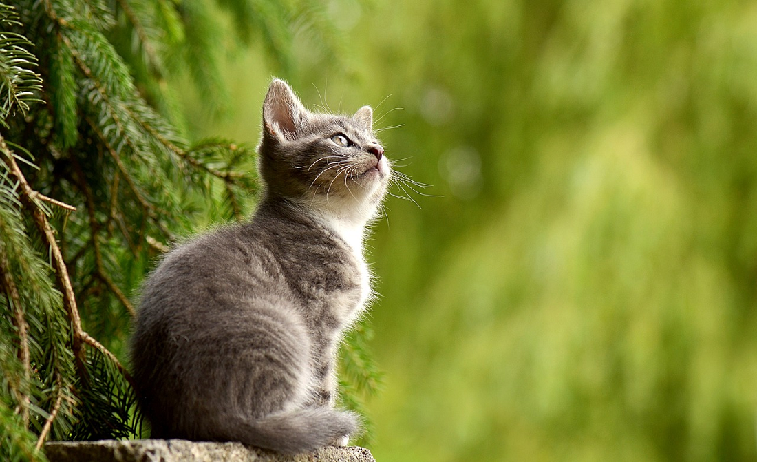 Bisa Menjadi Haram! Ternyata Ini Hukum Memelihara Kucing Dalam Islam, Simak Penjelasannya