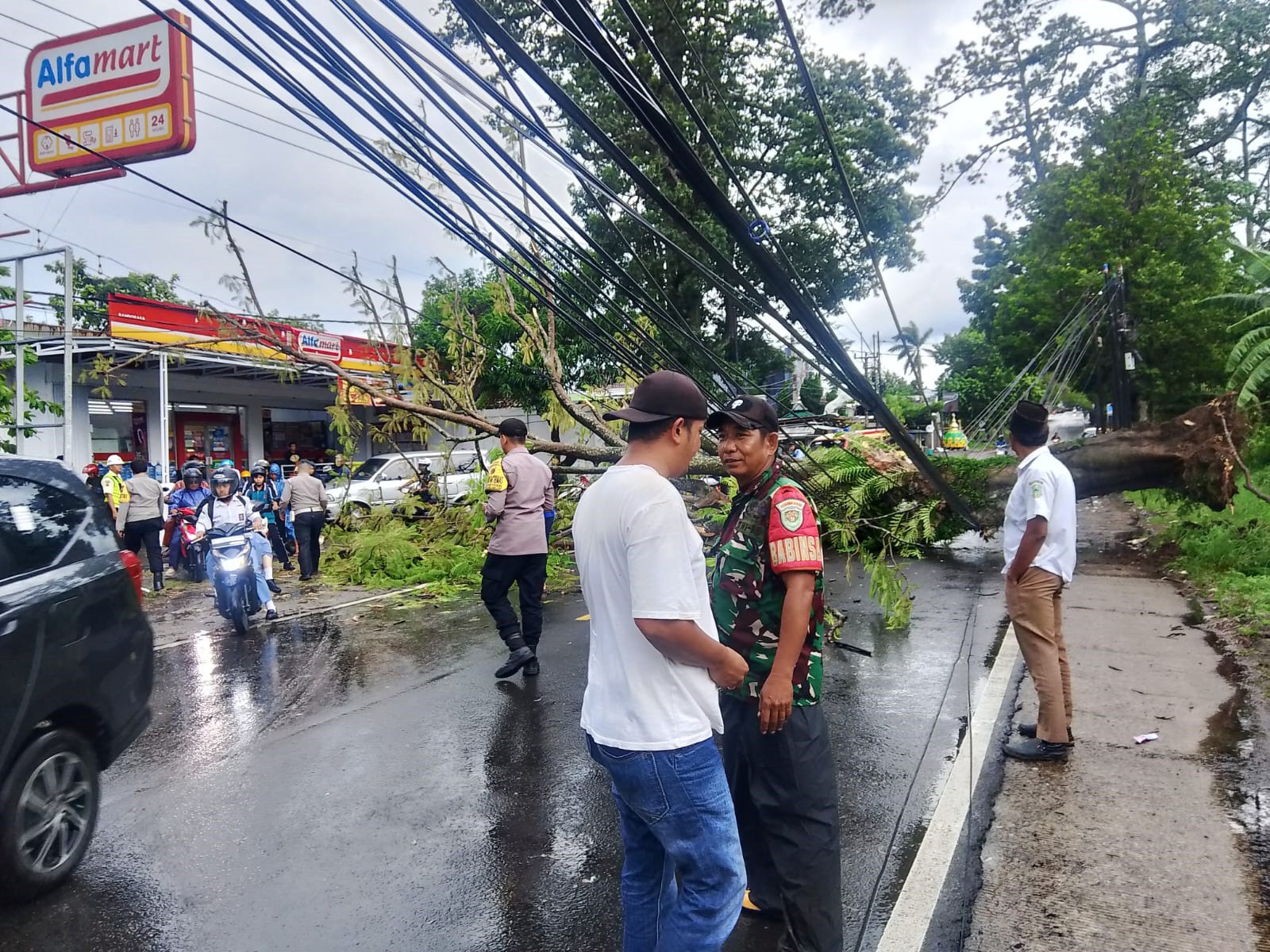 Kembali, Pohon Tumbang Sebabkan Lalin Kuningan-Cirebon Lumpuh