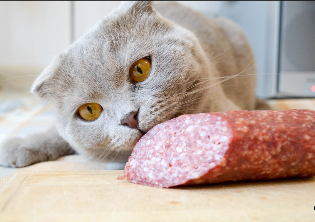 Apakah Kucing Boleh Makan Sosis? Perhatikan Berikut 5 Makanan yang Beracun bagi Anabul