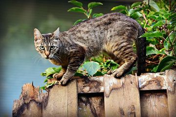 Lakukan Cara Ini Untuk Mengusir Kucing Agar Tidak Berak Sembarangan