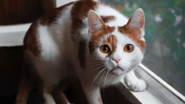 Inilah 5 Alasan Kucing Kabur dari Rumah, Nomor 5 Bisa jadi Tanda Kucing Akan Mati