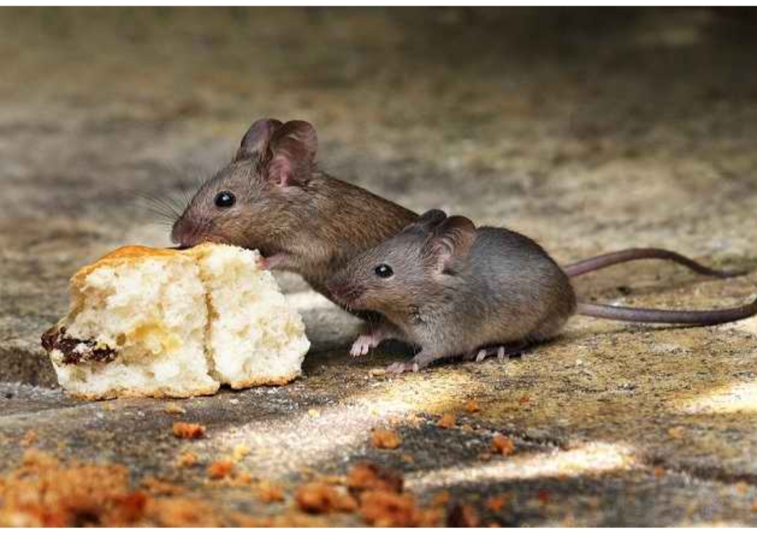 Cegah Tikus Datang Ke Rumah, 3 Hal Ini Perlu Dilakukan, Ampuh Usir Tikus