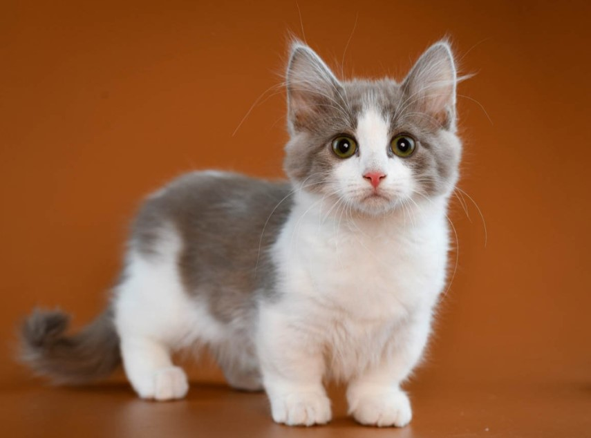 Mengenal Kucing Munchkin, Kucing Berkaki Pendek yang Menggemaskan dan Penuh  Kontroversial